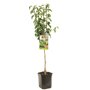 Perenboom 'Conference' laagstam